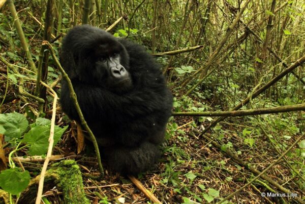 Is Gorilla Trekking Safe? Safety Facts and Myths