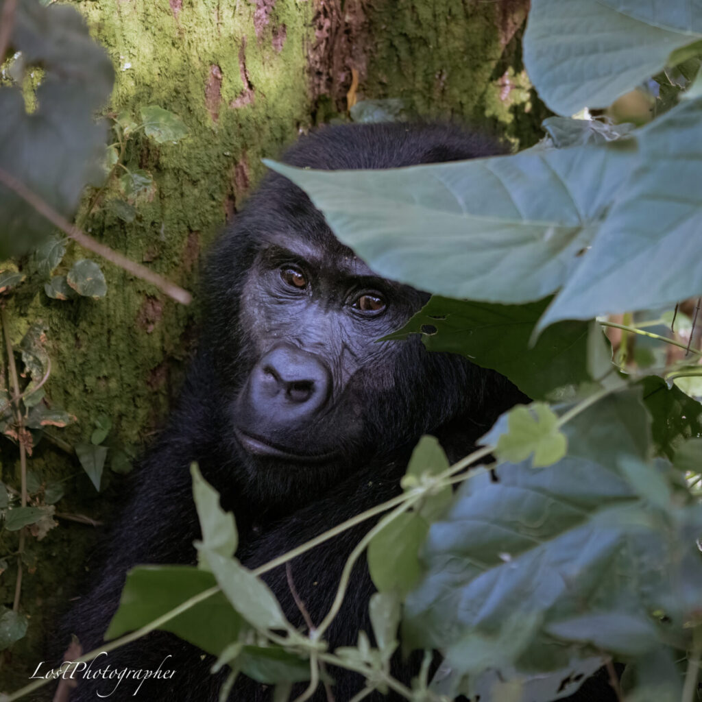 A Gorilla Group Can Have Two Silverbacks at Once: How Power Is Shared