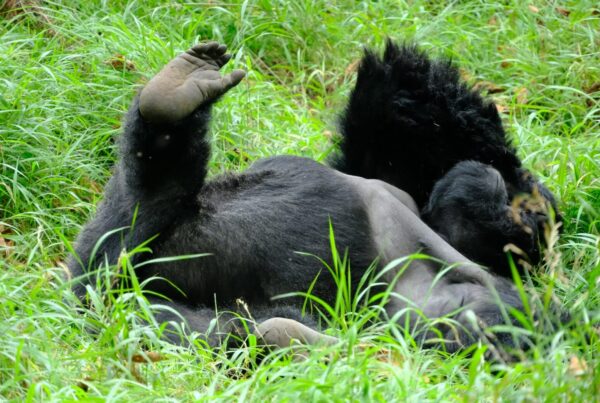 Uganda Gorilla Trekking Enquiry: What We Need From You to Start