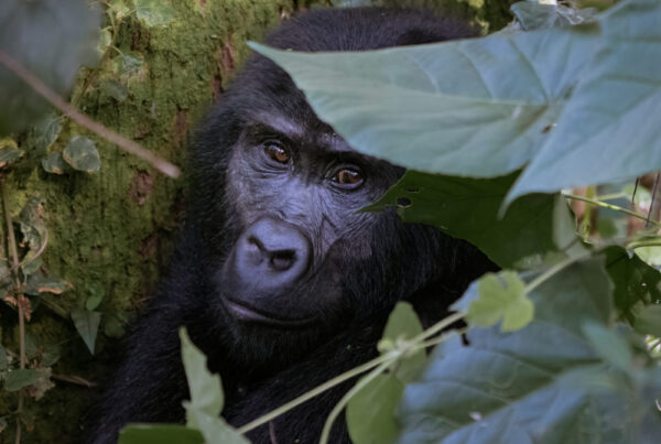 A Gorilla Group Can Have Two Silverbacks at Once: How Power Is Shared