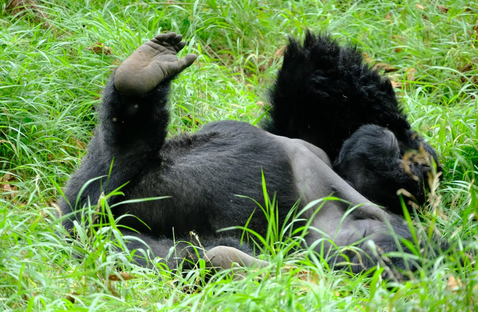 Uganda Gorilla Trekking Enquiry: What We Need From You to Start