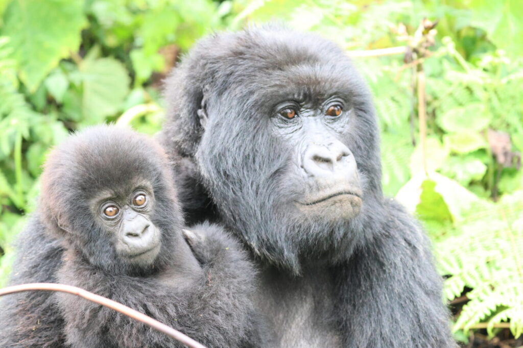 Why Gorilla Trekking Uganda Is Cheaper Than Rwanda and Equally Special