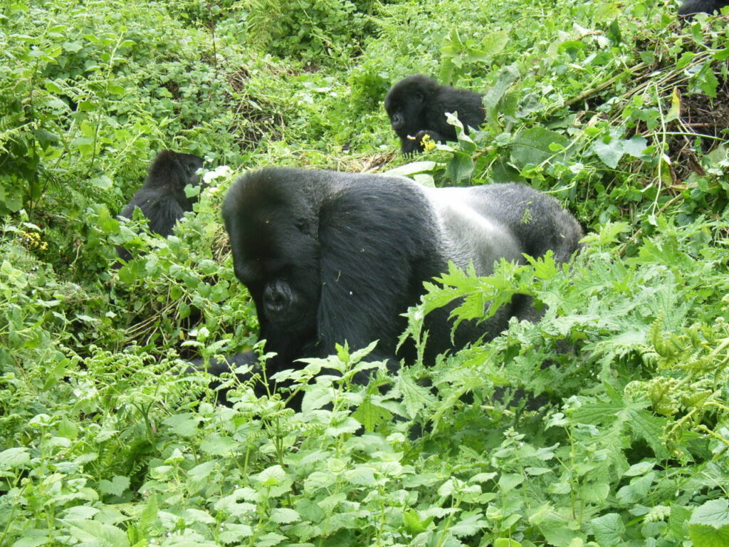 Why Gorillas Do Not Need to Be Vaccinated Against Diseases Humans Carry