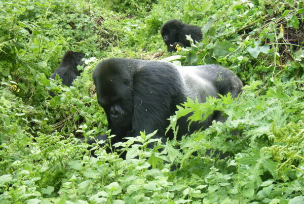 Why Gorillas Do Not Need to Be Vaccinated Against Diseases Humans Carry