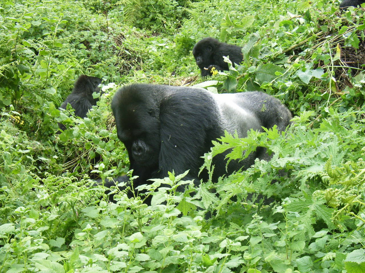 Why Gorillas Do Not Need to Be Vaccinated Against Diseases Humans Carry