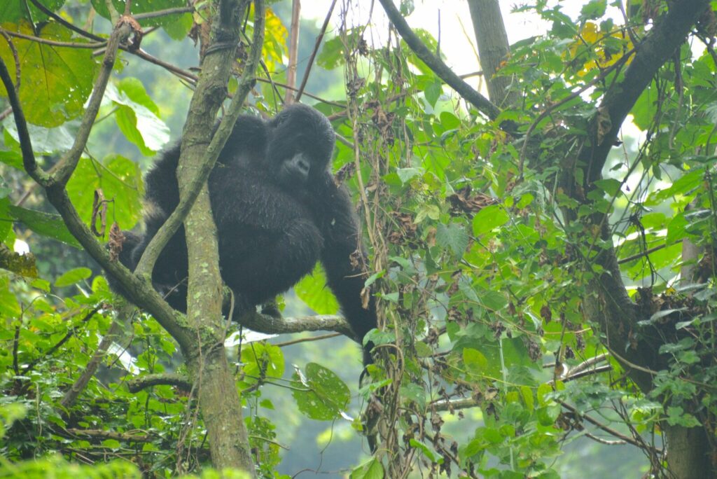What Our 5-Star Gorilla Trekking Reviews Say Word for Word