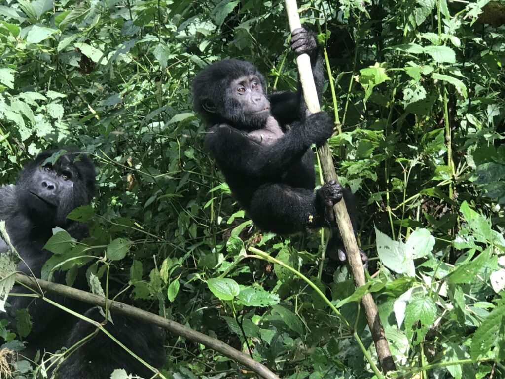 Gorilla Mothers Nurse Their Young for Up to 3 Years: The Bonding Explained