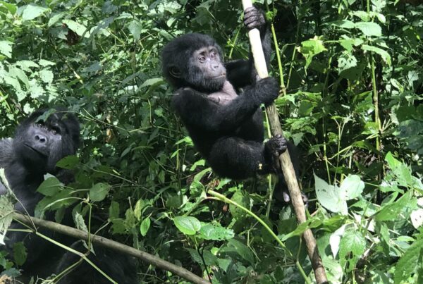 Gorilla Mothers Nurse Their Young for Up to 3 Years: The Bonding Explained