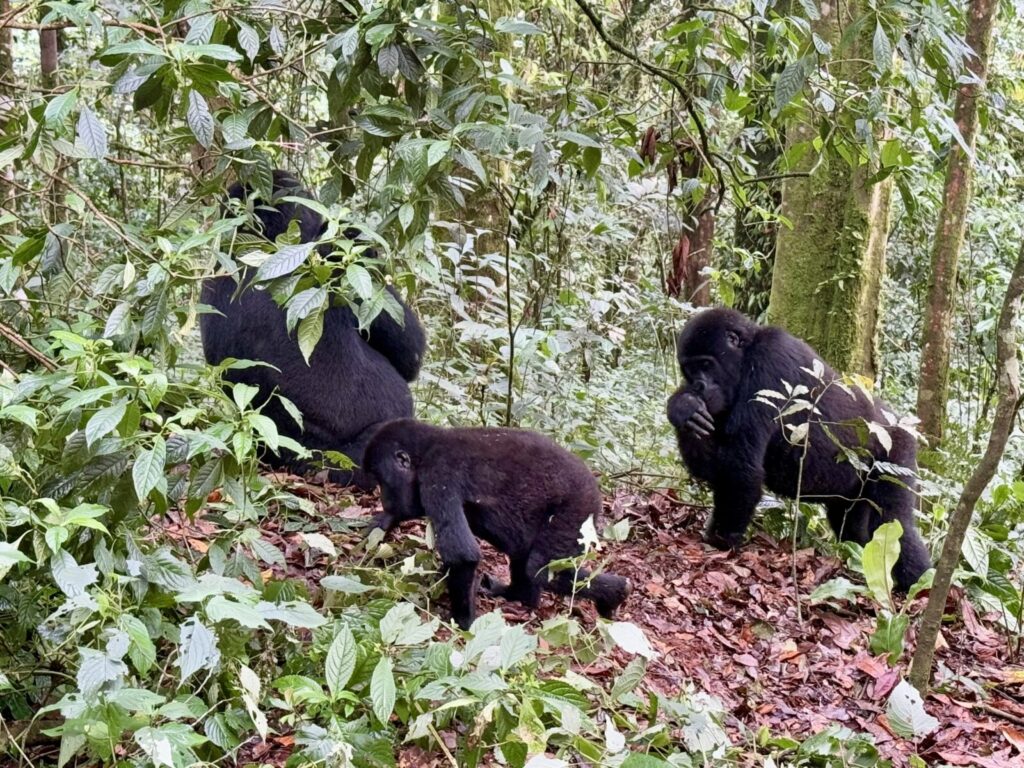 Gorilla Photos That Will Make You Book a Flight Today