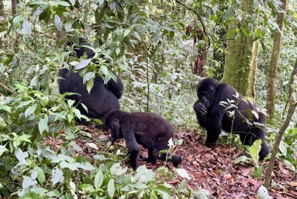 Gorilla Photos That Will Make You Book a Flight Today