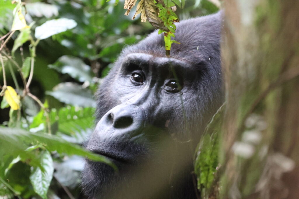 Is Gorilla Trekking Ethical? Here Is Our Complete Honest Answer