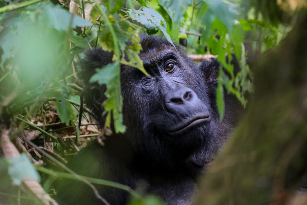 Before and After: How Conservation Saved the Mountain Gorilla in Pictures