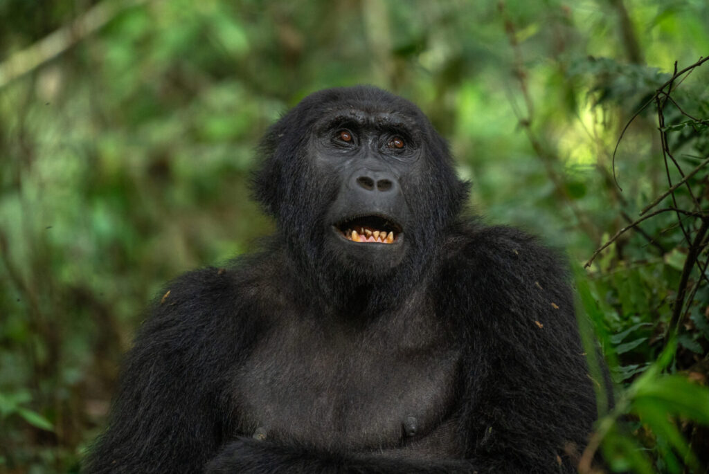 Is It Worth Upgrading to the Gorilla Habituation Experience?