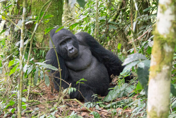 Things You Did Not Know About Mountain Gorillas: Illustrated Guide