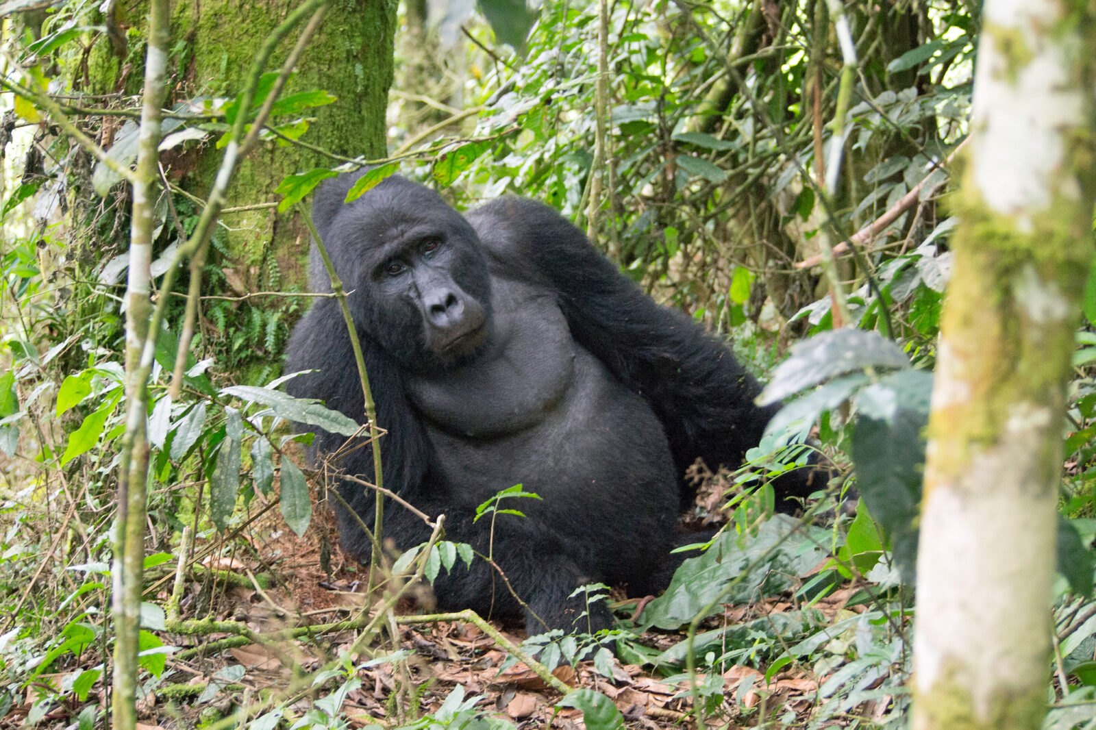 Things You Did Not Know About Mountain Gorillas: Illustrated Guide
