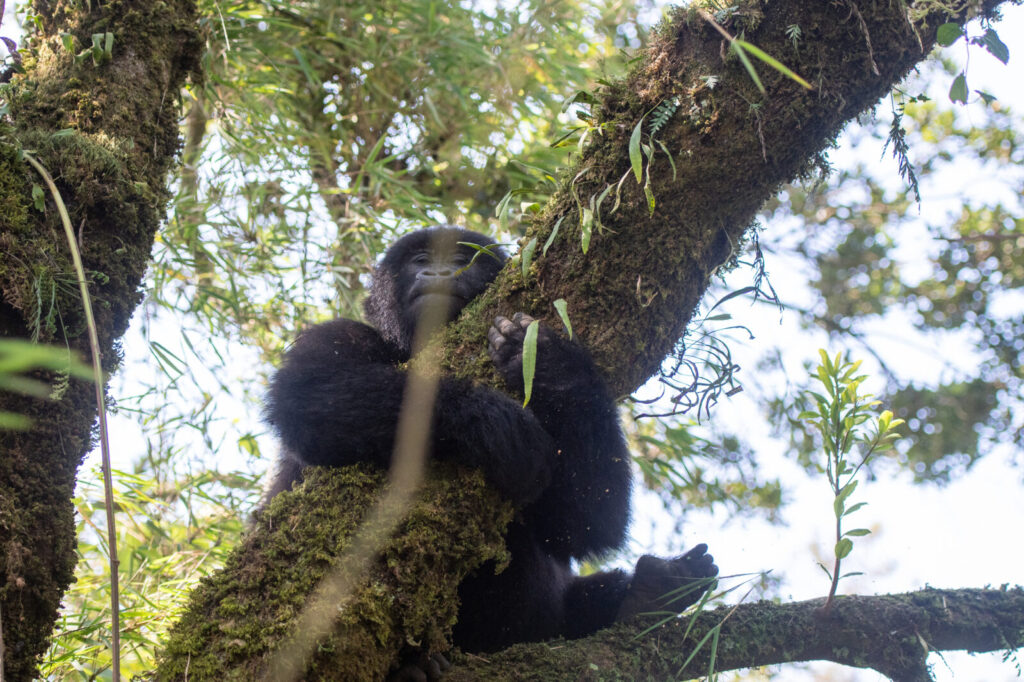 Top 10 Most Searched Questions About Gorillas in 2026: Answered