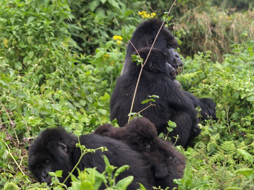 Buhoma Sector Bwindi: The Classic Gorilla Trekking Experience   Book Here