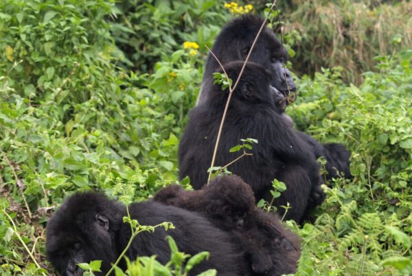 Buhoma Sector Bwindi: The Classic Gorilla Trekking Experience Book Here