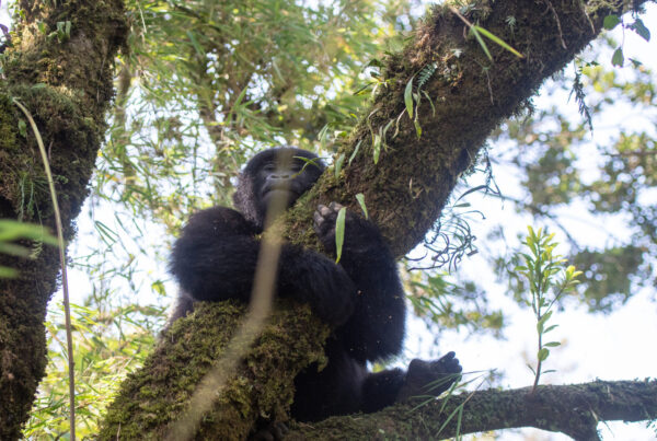 Top 10 Most Searched Questions About Gorillas in 2026: Answered