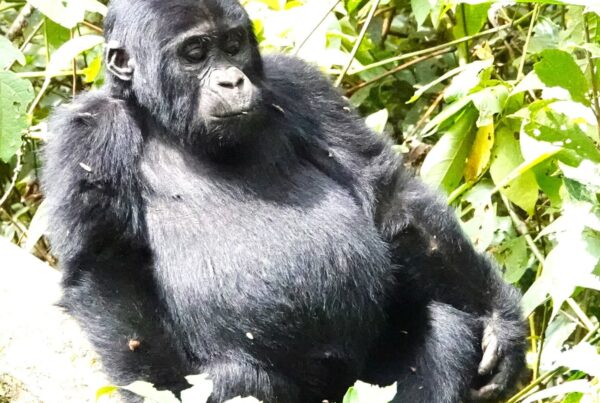 Ruhija Sector Bwindi: High Altitude Gorillas Book Your Permit