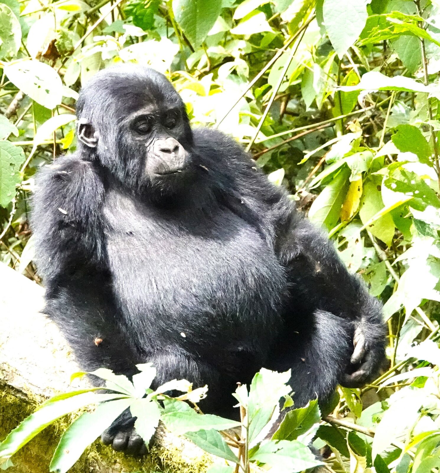 Ruhija Sector Bwindi: High Altitude Gorillas Book Your Permit