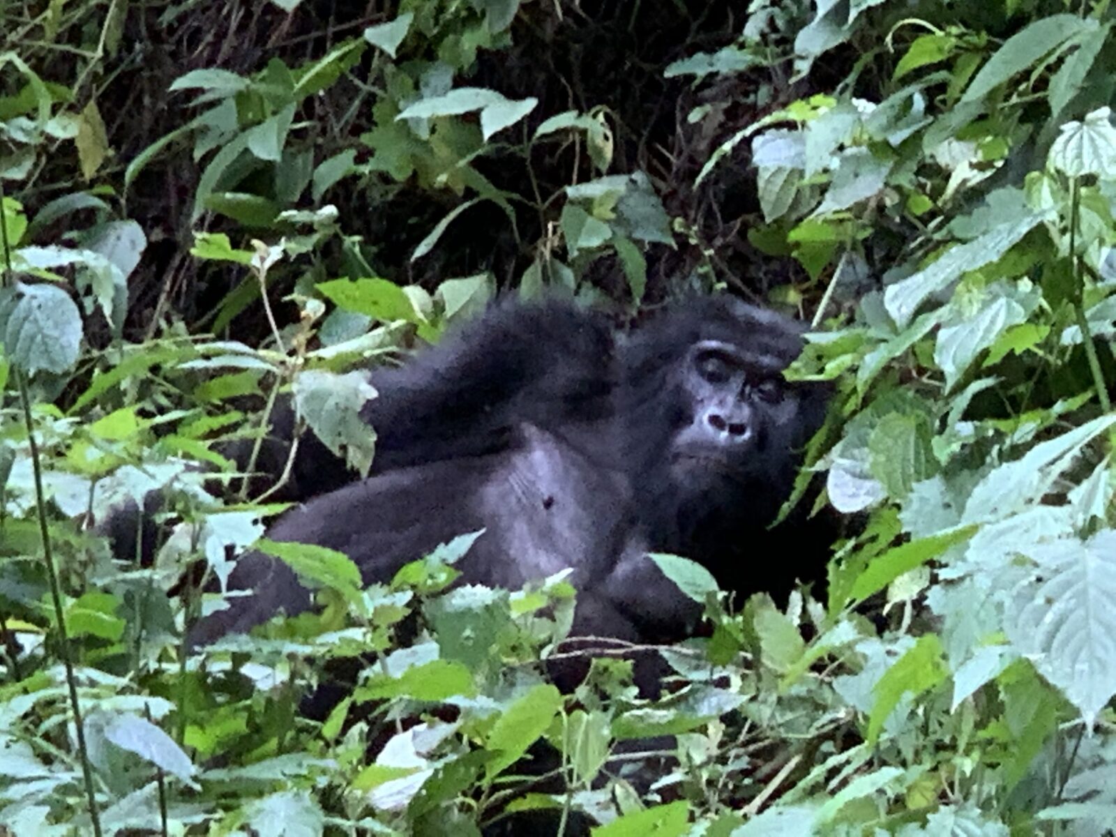 The Complete Visual Guide to Mountain Gorilla Body Language