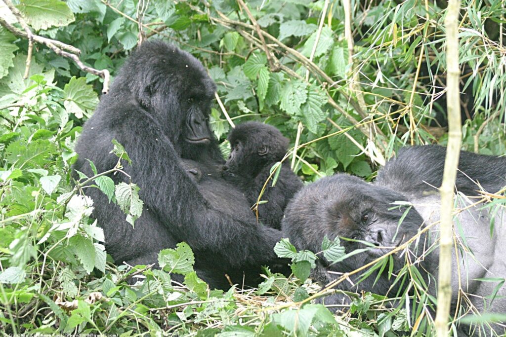 Things to Know Before Gorilla Trekking: The Illustrated Checklist