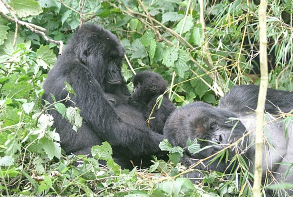 Things to Know Before Gorilla Trekking: The Illustrated Checklist