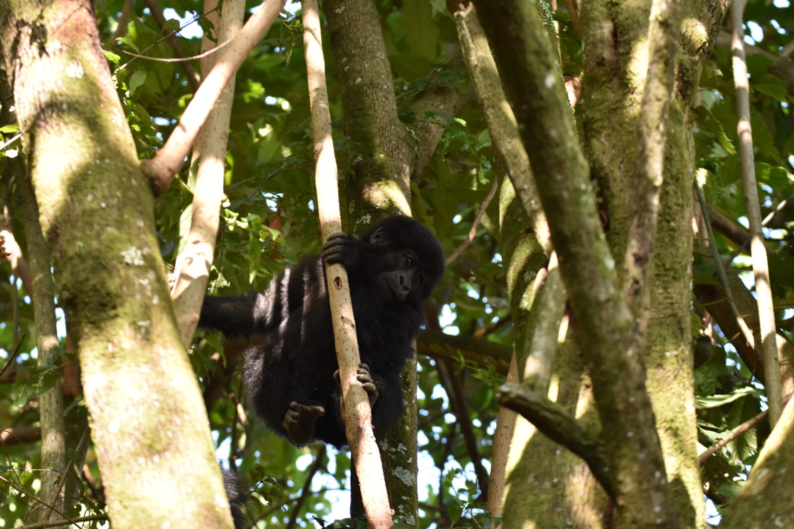 Gorilla Trekking Kigali to Bwindi: The Weekend Trip That Is Worth It