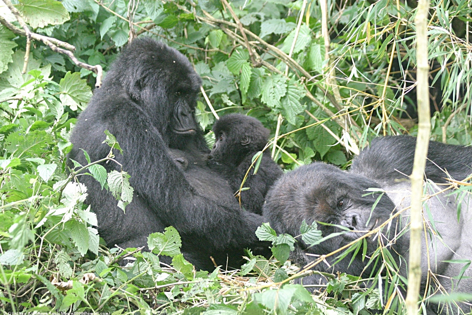 Things to Know Before Gorilla Trekking: The Illustrated Checklist