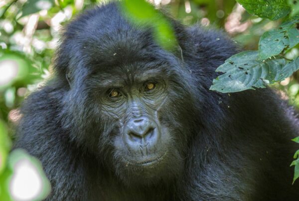The Viral Gorilla Video That Got 50 Million Views: What Really Happened