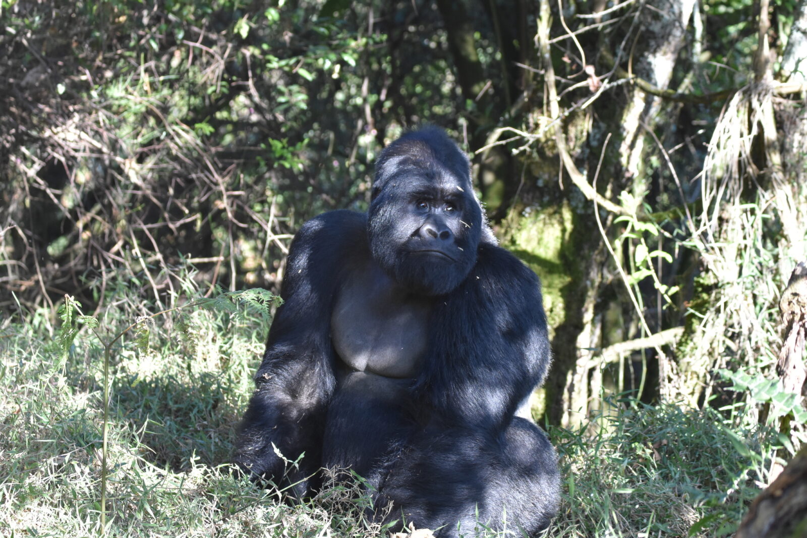 Gorilla Trekking Plus Lake Bunyonyi: Decompress After the Trek