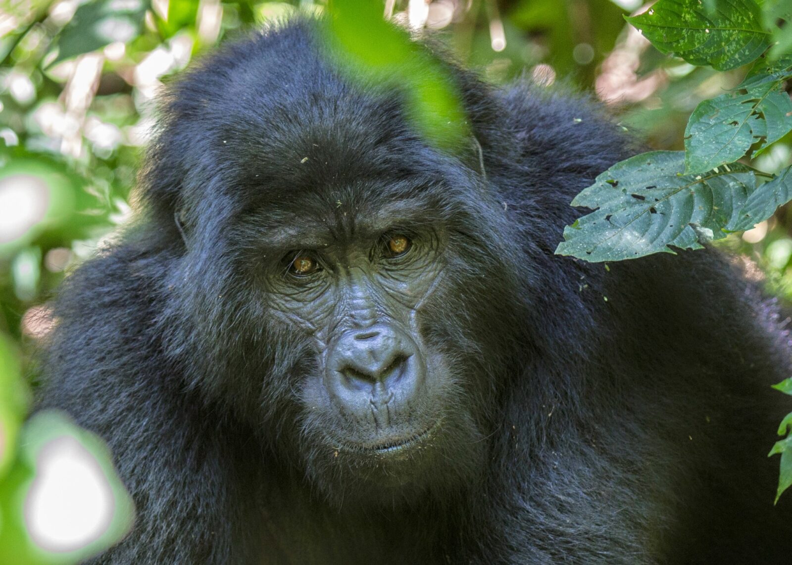 The Viral Gorilla Video That Got 50 Million Views: What Really Happened