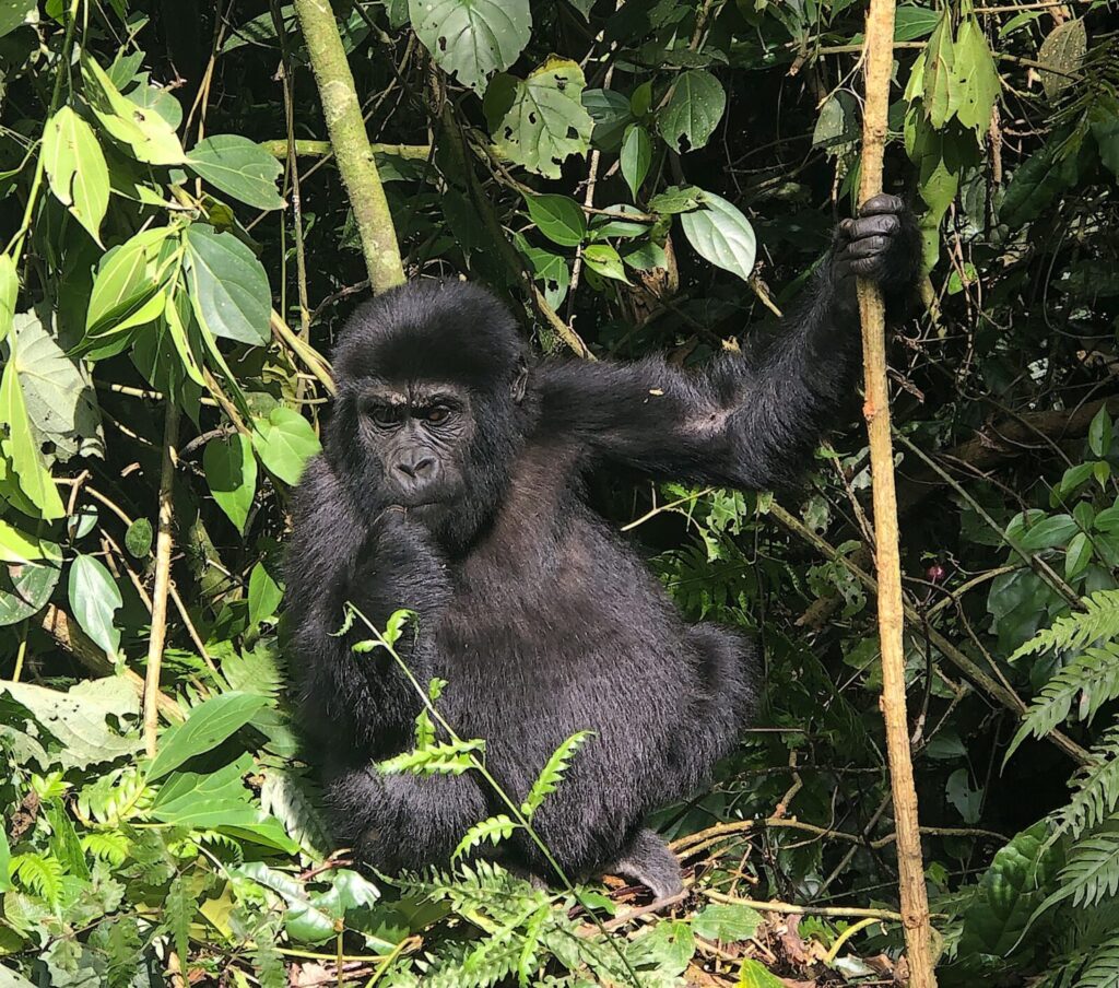 Gorilla Conservation Success Story: How Tourism Saved the Species