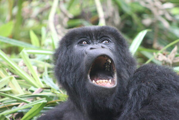 What to Expect After Gorilla Trekking: Post-Trek Guide