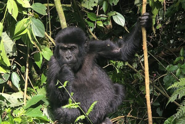 Gorilla Conservation Success Story: How Tourism Saved the Species