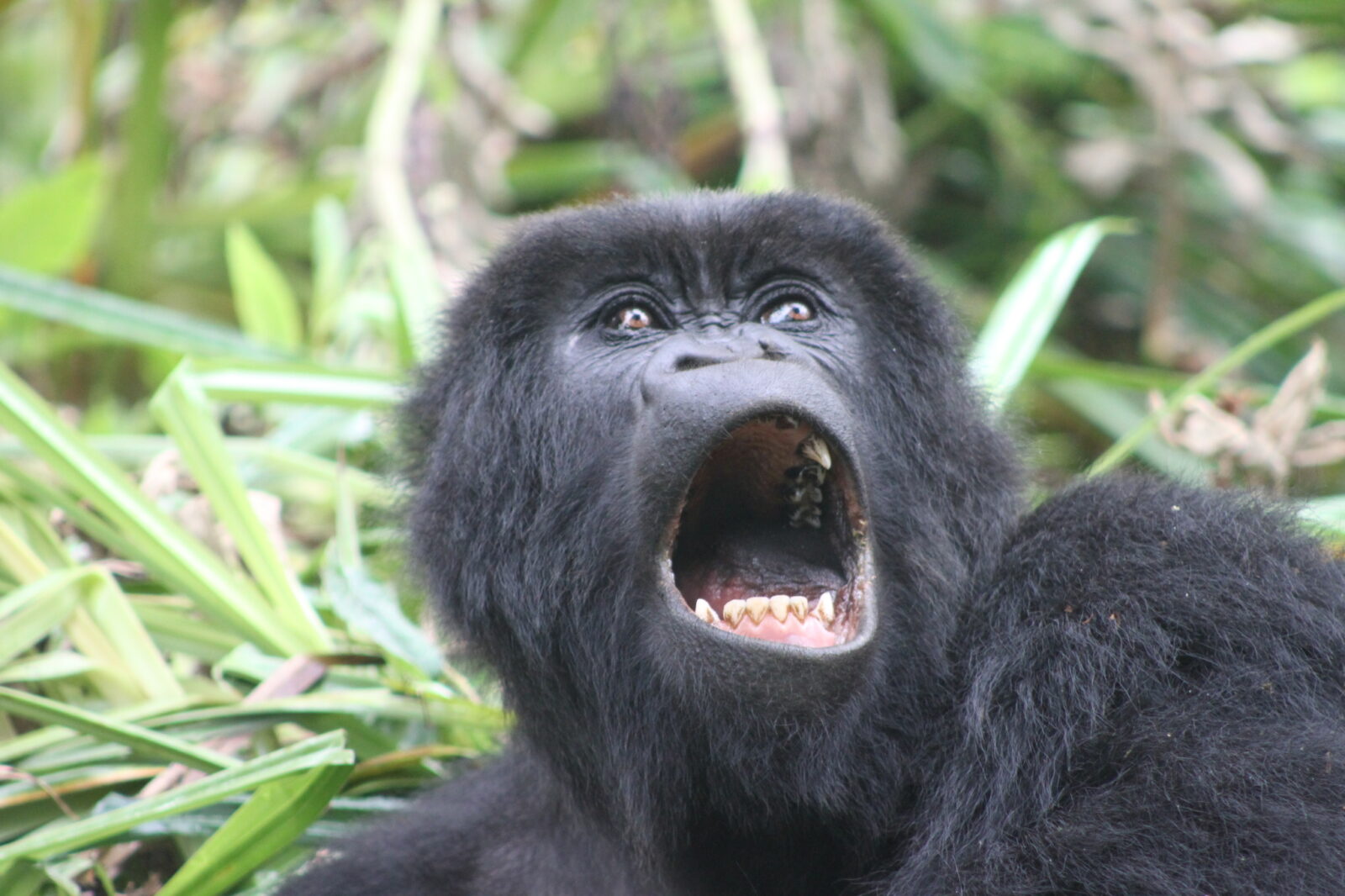 What to Expect After Gorilla Trekking: Post-Trek Guide