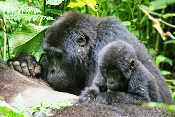 New Gorilla Baby Born in Bwindi March 2026: First Details
