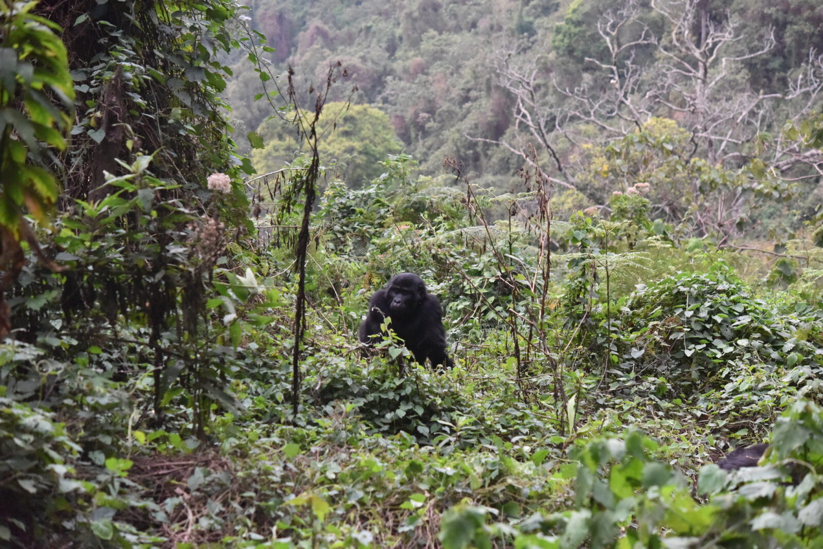 Budget Gorilla Trekking Uganda: The Lowest Honest Cost in 2027