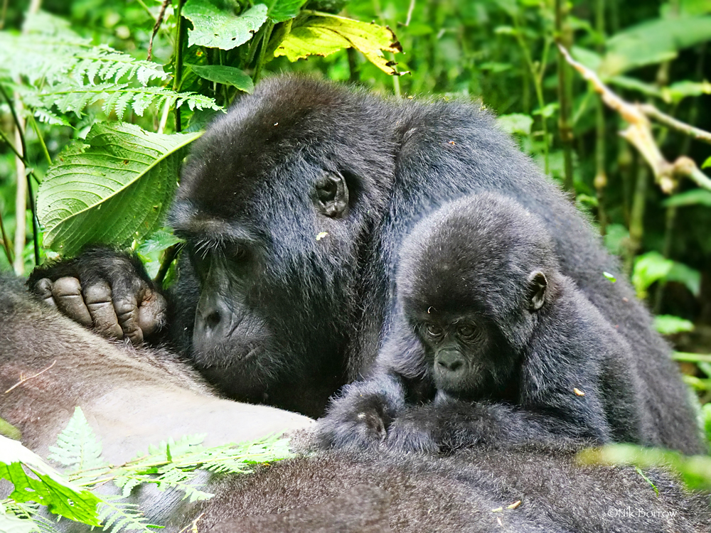 New Gorilla Baby Born in Bwindi March 2026: First Details