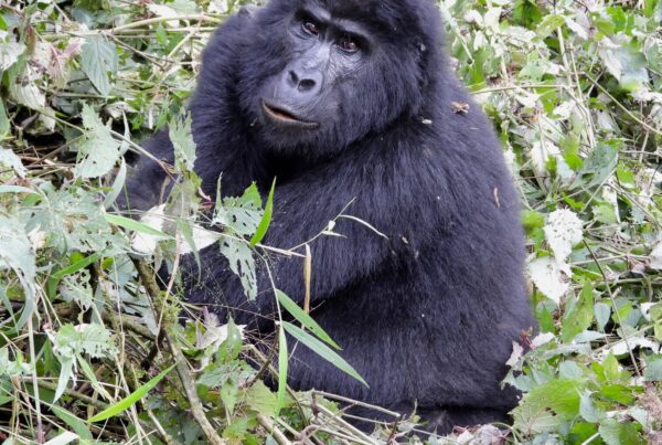 Gorilla Trekking Uganda Family Package: Kids Over 15 Included