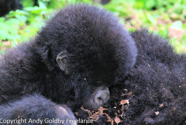 The New Gorilla Habituation Families Opening in Uganda in 2026
