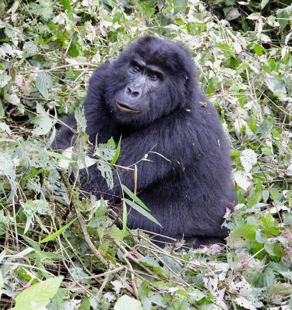 Gorilla Trekking Uganda Family Package: Kids Over 15 Included
