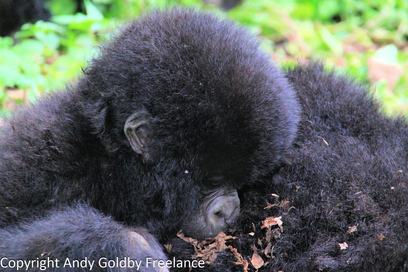 The New Gorilla Habituation Families Opening in Uganda in 2026