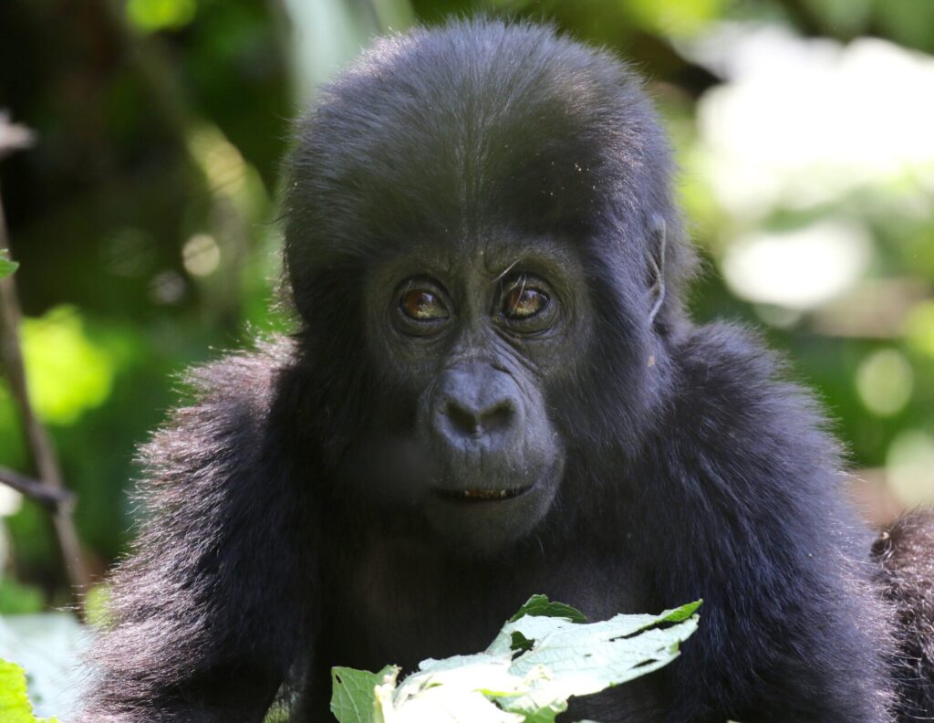 Why Gorilla Trekking Is Trending on TikTok and Instagram Right Now