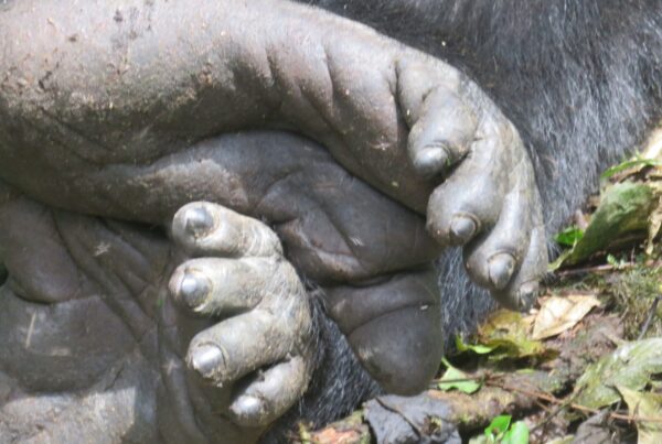 Gorilla Trekking Uganda Private Sector: Exclusive Morning With One Group