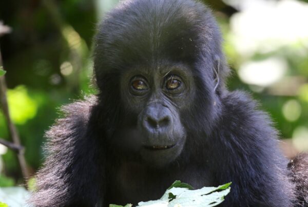 Why Gorilla Trekking Is Trending on TikTok and Instagram Right Now