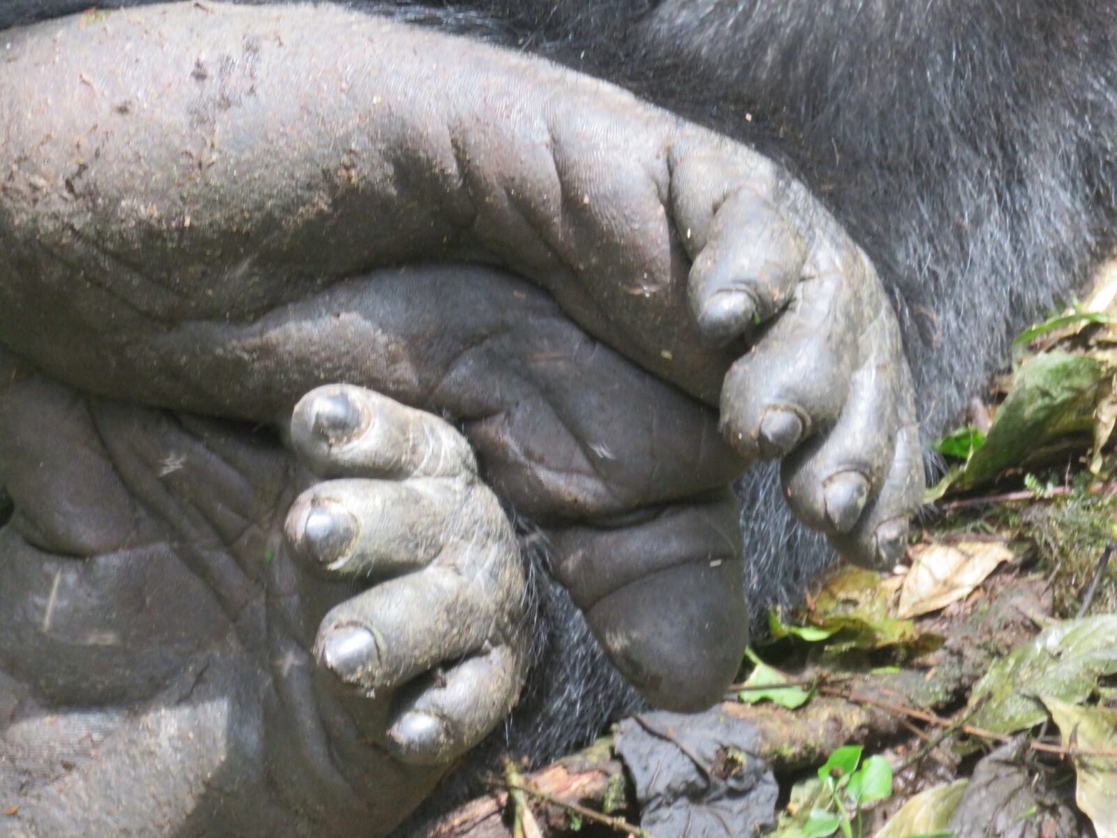 Gorilla Trekking Uganda Private Sector: Exclusive Morning With One Group
