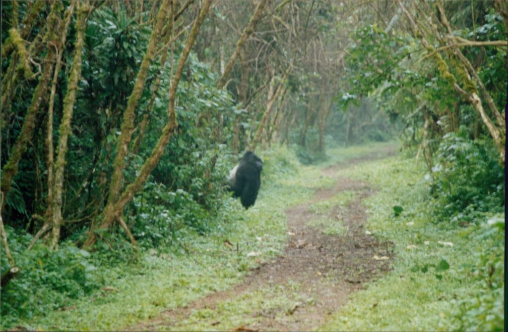 Gorilla Trekking Went Viral on Reddit: Here Are the Top Posts