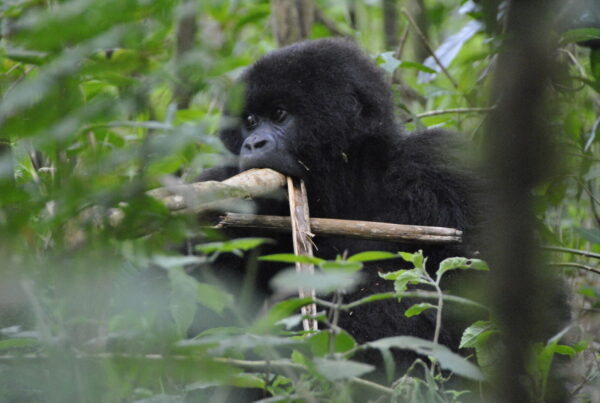 Gorilla Trekking Uganda June 2027: Peak Season Permits Still Available